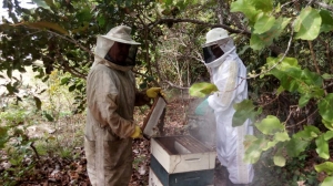 Cultura de abelhas gera divisas em Roraima